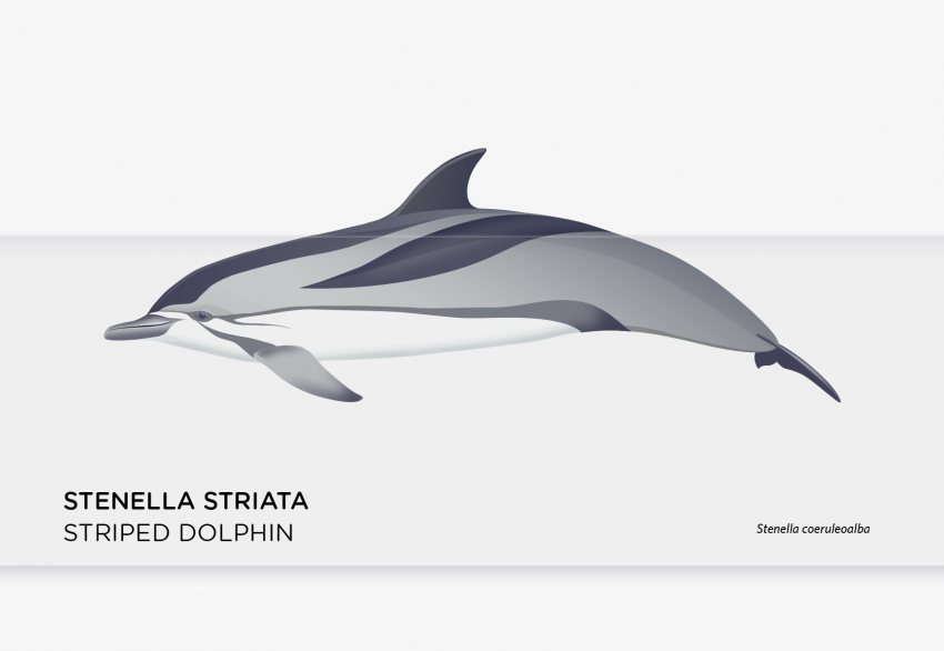stenella_2-01